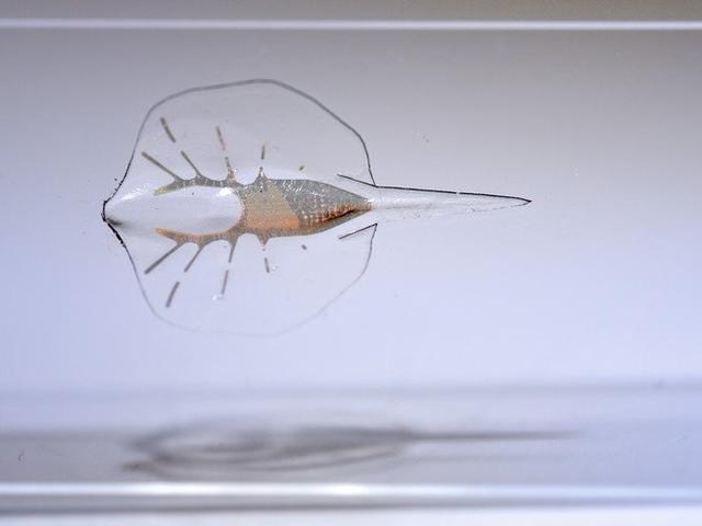科學家開始研制由活體組織和細胞構成的生物機器人