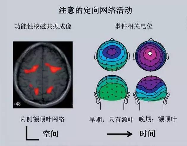 集中注意時活動的腦區(qū)和隨時間變化情況