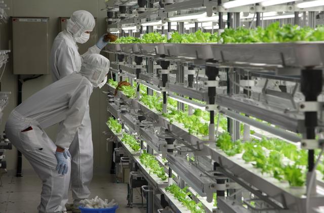 電子業(yè)衰落 日本科技公司改種菜