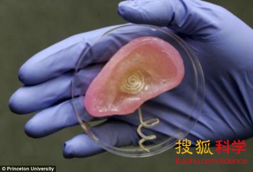 新款仿生耳的軟骨結(jié)構(gòu)中內(nèi)置一個線圈天線