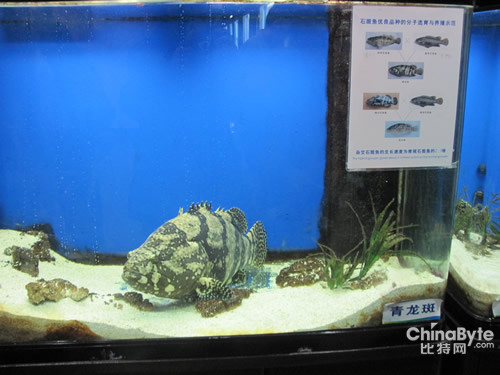 分子選育石斑魚