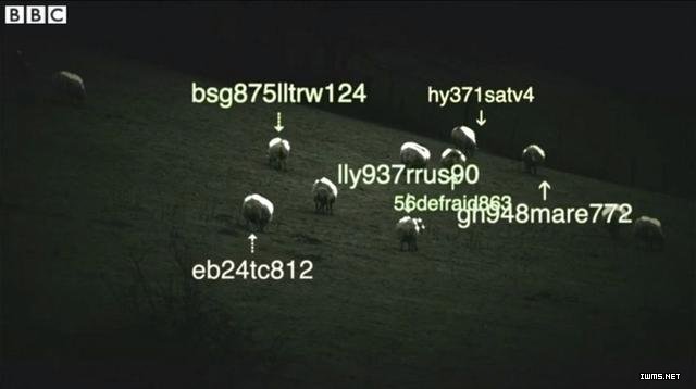 物聯(lián)網(wǎng)連綿羊也不放過 英國人養(yǎng)了一群iSheep
