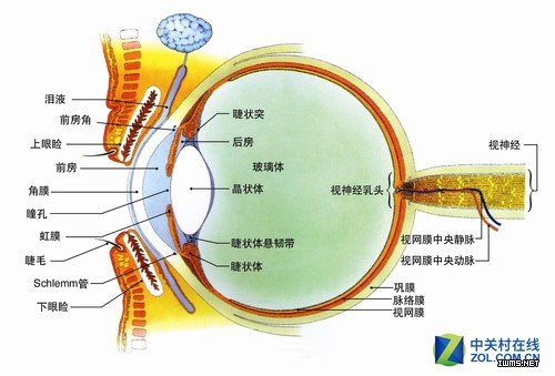 眼球結(jié)構(gòu)圖