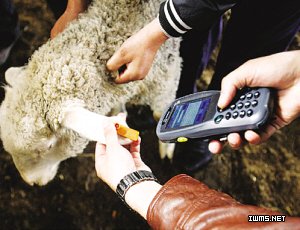 18.5萬只羊戴上電子耳標 消費者可查詢羊肉信息