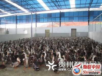 活禽戴二維碼腳環(huán) 手機(jī)一掃知“身份”