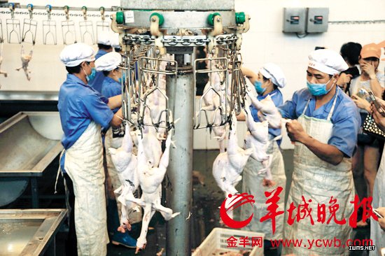 佛山全市啟動(dòng)家禽集中屠宰雞腳有二維碼可溯源