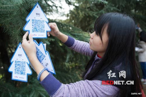 一名學(xué)生正在懸掛標(biāo)有樹種等信息的二維碼樹牌。