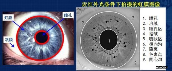 中國科學(xué)院孫哲南研究員：帶你認(rèn)識(shí)虹膜識(shí)別研究進(jìn)展和發(fā)展趨勢(shì)