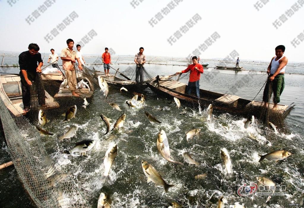 基于無線傳感技術的魚類養(yǎng)殖智能管理解決方案--物聯(lián)網(wǎng)世界網(wǎng)