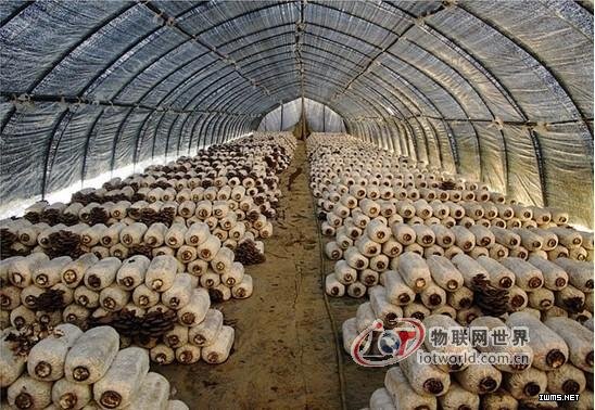 浙江托普基于物聯(lián)網(wǎng)技術(shù)的食用菌種植智能化管理解決方案--物聯(lián)網(wǎng)世界網(wǎng)